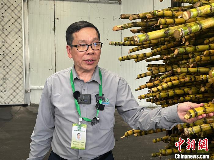 陳藤楠介紹如何鑒定剛剛收購來的甘蔗品質(zhì)。　路梅 攝