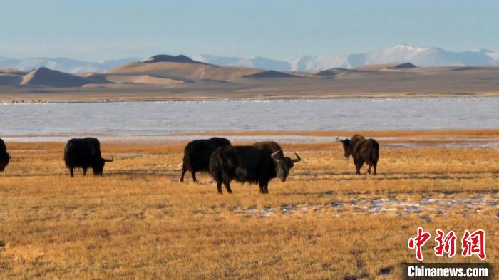 新疆阿爾金山野牦牛三五成群悠閑覓食?！“吞貭栠_拉 攝