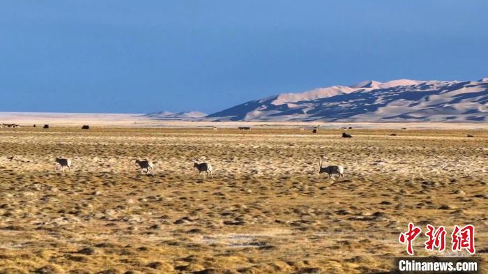 新疆阿爾金山國家級自然保護區(qū)內(nèi)的各類野生動物的數(shù)量呈現(xiàn)出穩(wěn)定的上升趨勢?！“吞貭栠_拉 攝