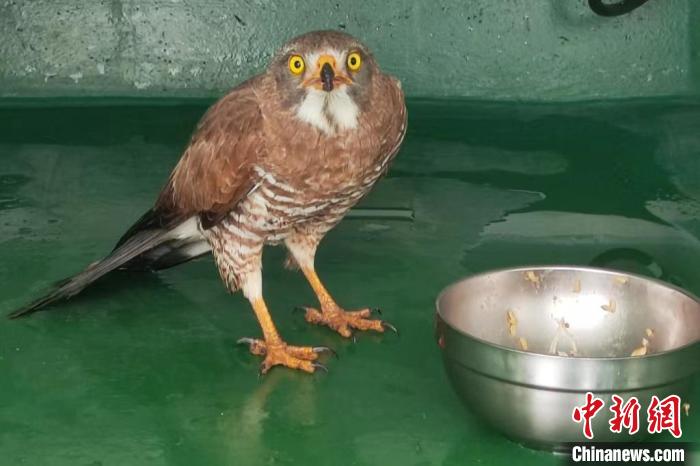 海警執(zhí)法員為灰臉鵟鷹投喂食物。　福州海警局供圖