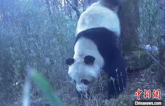 四川天全:野生大熊貓兩次在同一棵樹上“作標(biāo)記”