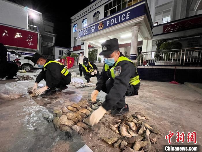 圖為移民管理警察對(duì)鱷魚爪進(jìn)行清點(diǎn)查驗(yàn)。　鄧敦宇 攝