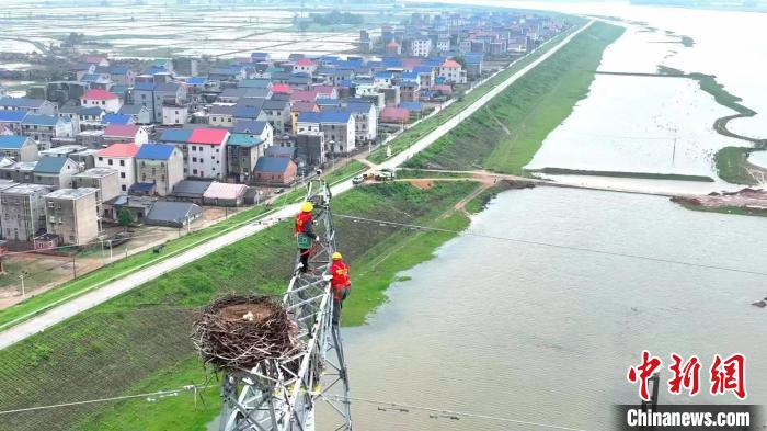 江西電力公司工作人員守護東方白鸛鐵塔“安家”。　湯暉 攝