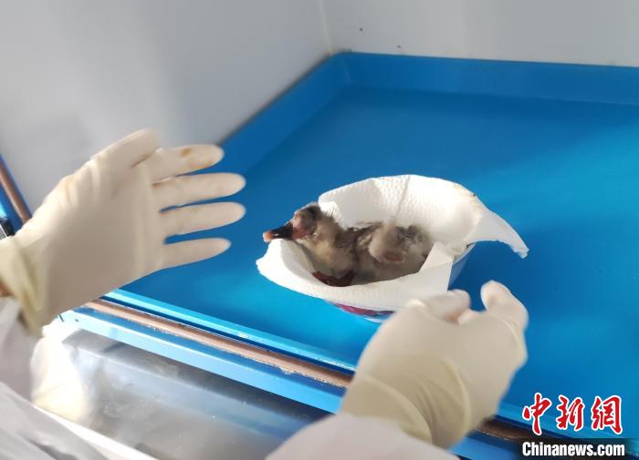 順利出殼的小朱鹮 忻媛 攝 順利出殼的小朱鹮 忻媛 攝