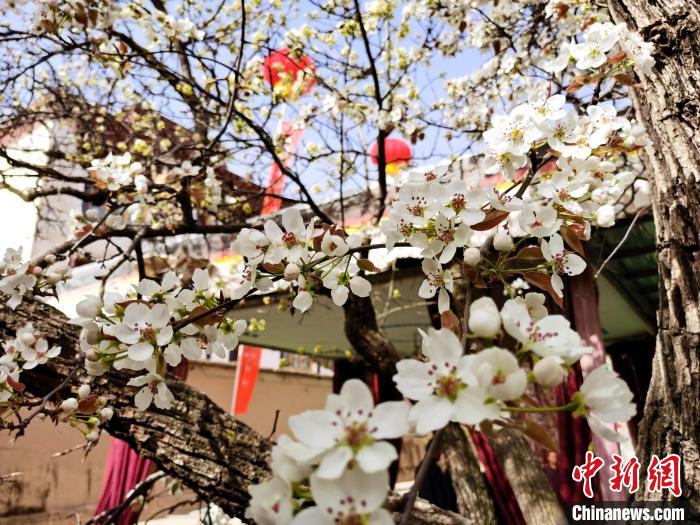 圖為尖扎縣坎布拉噶達莊園內(nèi)的梨花?！?zhí)砀?攝