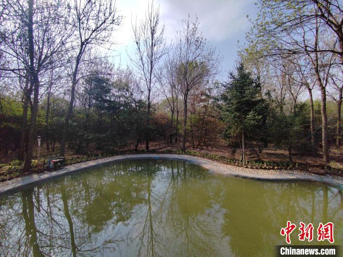 圖為馮樹文自建的小水池，以方便鷺鳥飲水?！「哂昵?攝