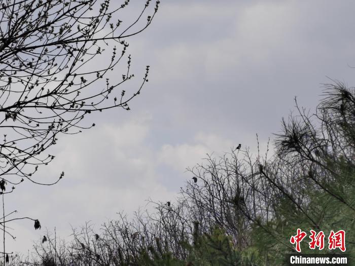 圖為鳥類在樹上棲息?！「哂昵?攝