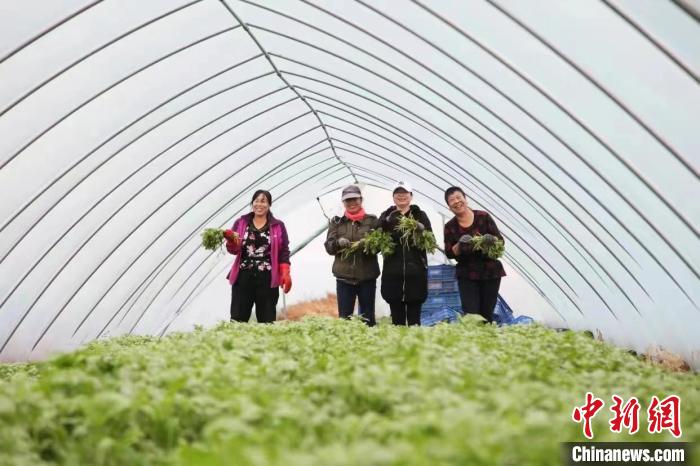 (資料圖)圖為太仆寺旗引進(jìn)昌平區(qū)草莓種苗和種植技術(shù)，建立草莓種苗繁育實(shí)驗(yàn)基地。　錫林郭勒盟鄉(xiāng)村振興局 供圖
