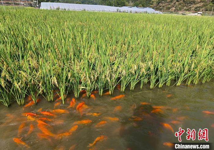 浙江鄉(xiāng)村觀察：“雙碳”實踐如何促農(nóng)增收致富？