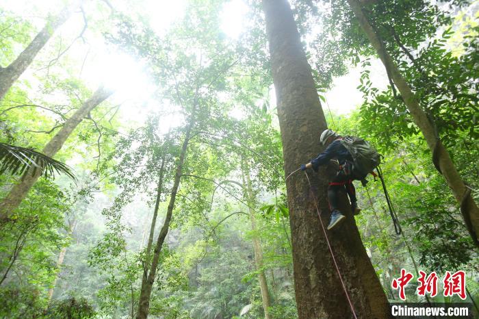 科考隊(duì)員爬樹測量望天樹?！⌒旖?攝