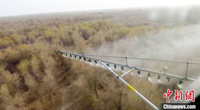 直升機飛防的最大載藥量為600公斤，每架次可以進行1000多畝胡楊林的噴灑任務(wù)?！⊥糁均i 攝