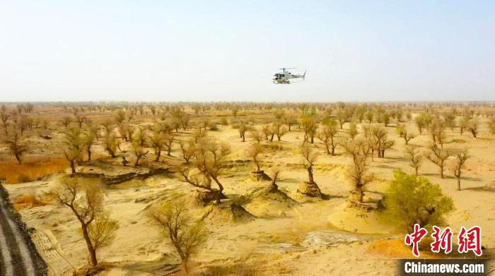 新疆巴州通過載有生物藥劑的飛機噴灑，有效保護塔河流域?qū)氋F的胡楊林資源，維護森林生態(tài)安全?！⊥糁均i 攝