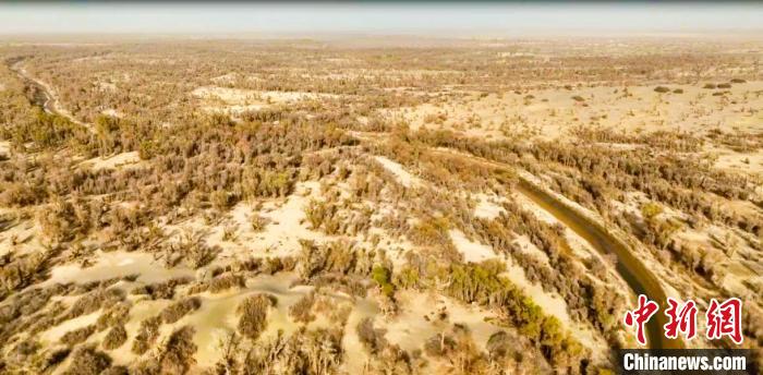 此次防治工作涉及新疆尉犁縣、輪臺縣、若羌縣及塔里木胡楊林保護區(qū)等地。　吐爾遜·吾斯曼 攝