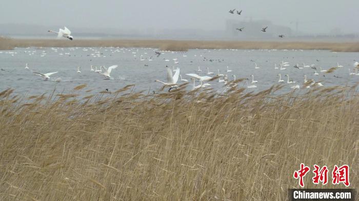 輝河國家級自然保護(hù)區(qū)迎近兩萬只候鳥小天鵝數(shù)量接近峰值