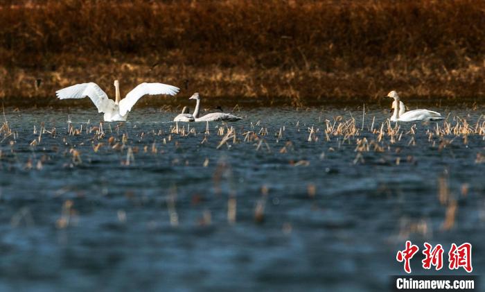 圖為候鳥在湖中游弋覓食?！「哂畛?攝