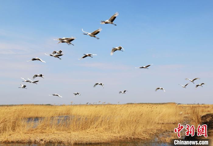 圖為丹頂鶴展翅高飛。　高宇辰 攝