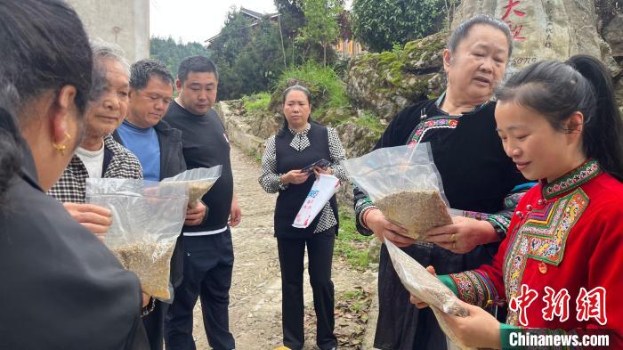 圖為張國(guó)丹在進(jìn)行選品。　徐華 攝