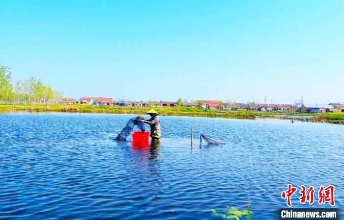 捕撈龍蝦?！☆櫴縿?攝