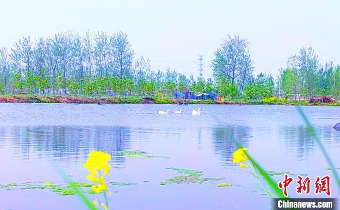 好生態(tài)養(yǎng)出好龍蝦。　顧士剛 攝