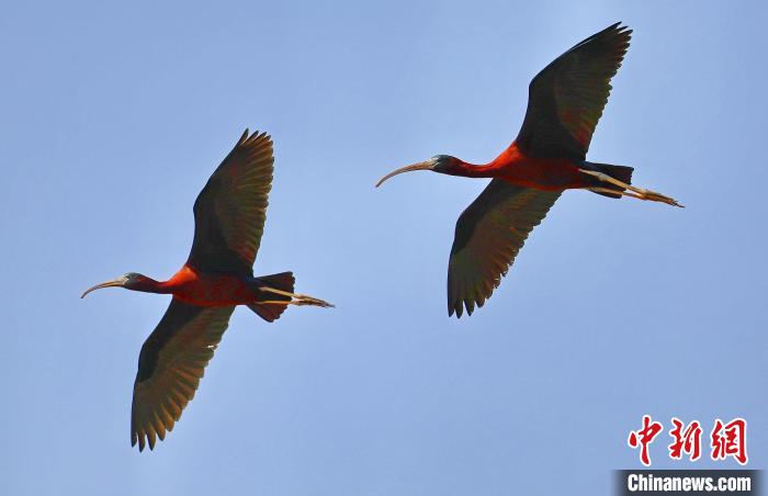 彩鹮在空中飛翔?！V東省林業(yè)局 供圖