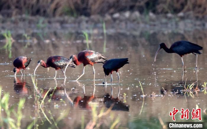 幾只彩鹮出現(xiàn)在東莞謝崗鎮(zhèn)黎村的水田里?！V東省林業(yè)局 供圖