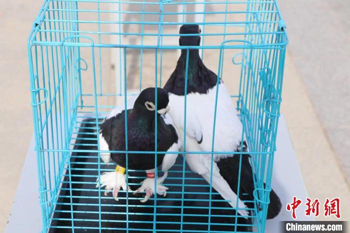 圖為參賽的觀賞鴿。　喇小飛 攝