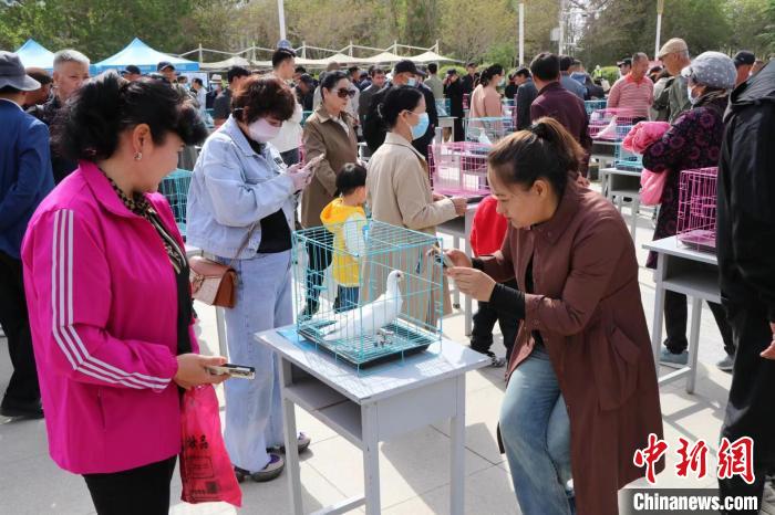 民眾欣賞參賽的觀賞鴿。　喇小飛 攝