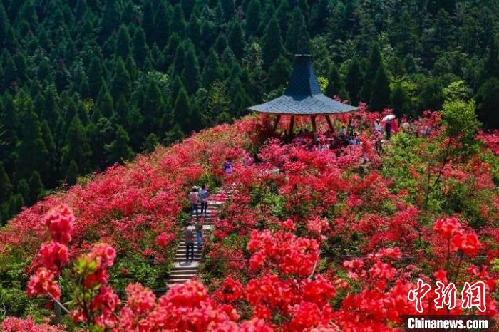 游客在浙中杜鵑谷內(nèi)參觀游玩(資料圖)?！”P峰鄉(xiāng)人民政府供圖