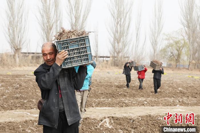 搬運已裝筐的丹參。(資料圖) 王萬軍 攝