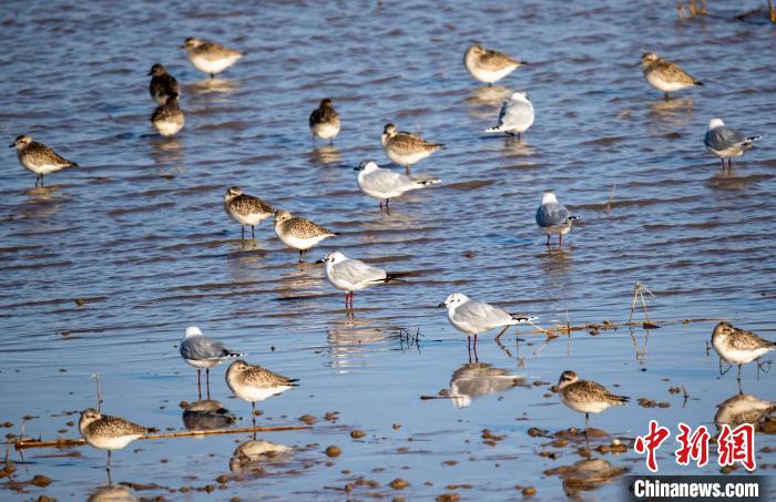 灰斑鸻和黑嘴鷗?！O家錄 　攝