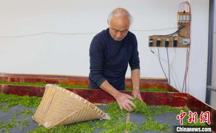 “茶鄉(xiāng)”新觀察：手工炒茶王為什么用上智能炒制機(jī)？