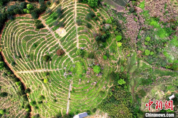 航拍海拔千米高山上的岳山嘉茗茶莊園?！埥鸫?攝
