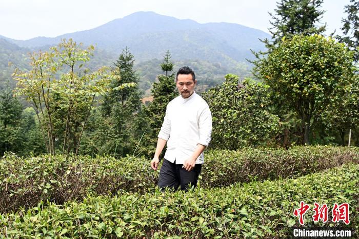 陳耘嘉查看茶葉生長情況。　張金川 攝