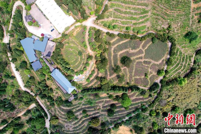 航拍海拔千米高山上的岳山嘉茗茶莊園?！埥鸫?攝