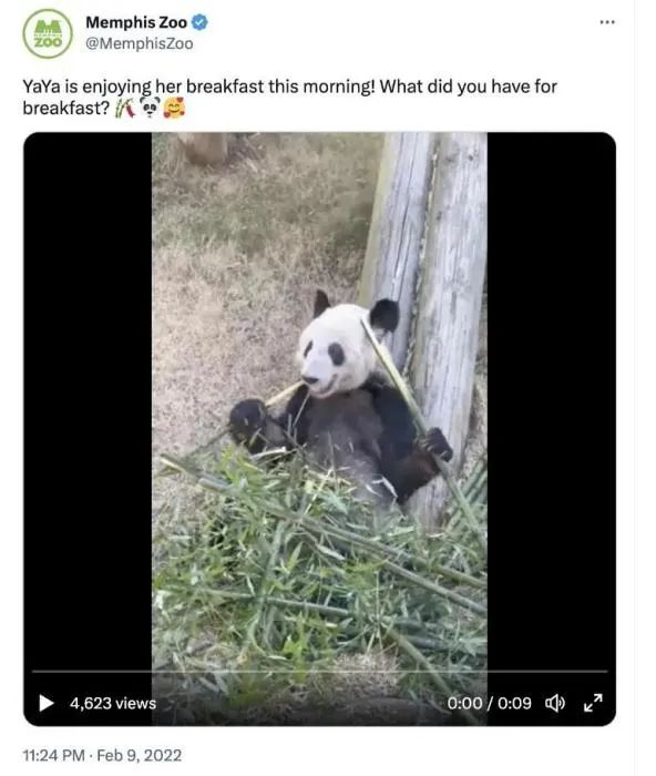 孟菲斯動物園2022年2月9日發(fā)布的“丫丫”視頻截圖。圖片來源：孟菲斯動物園官方社交媒體截圖