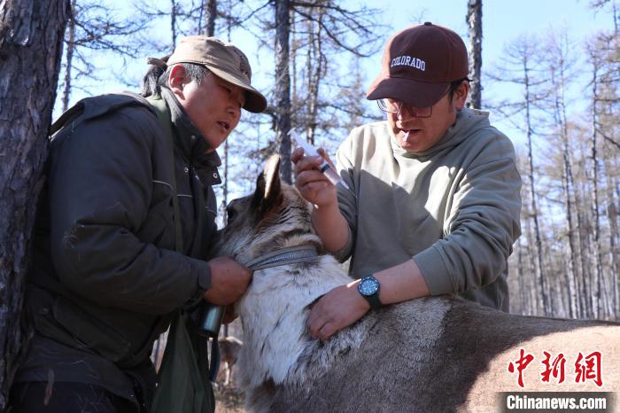 圖為達琳瑪(左一)和覺樂(右一)給“坐月子”的母鹿注射消炎藥物，讓母鹿的惡露排得更干凈些?！⊥踵嵷?攝