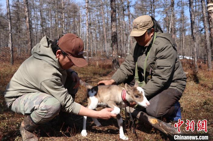 圖為達琳瑪(右一)和覺樂(左一)檢查小馴鹿的四肢?！⊥踵嵷?攝