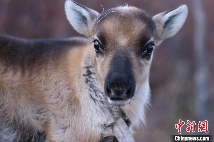 圖為剛出生的小馴鹿軟萌可愛。　王鄭胤 攝