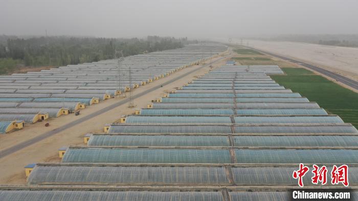 巴格其村整齊先進(jìn)的設(shè)施農(nóng)業(yè)。　趙飛 攝