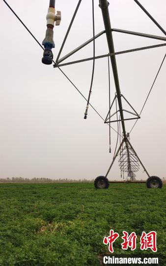 “橫跨”苜蓿地中的大型滴灌設備?！∈酚窠?攝