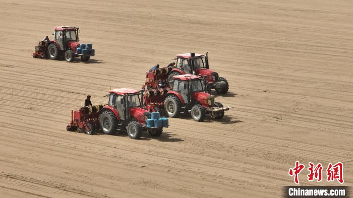 治沙又致富！新疆圖木舒克油莎豆機械化播種接近尾聲