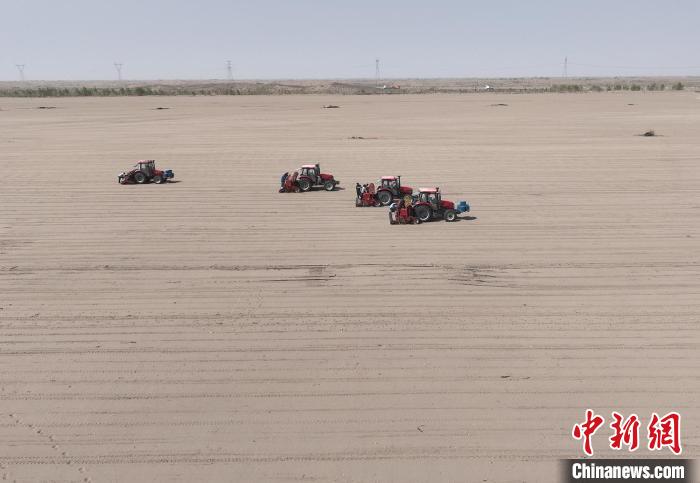 目前，54團興安鎮(zhèn)油莎豆種植面積已從最初的2000畝增至1.61萬畝。　崔顯朝 攝