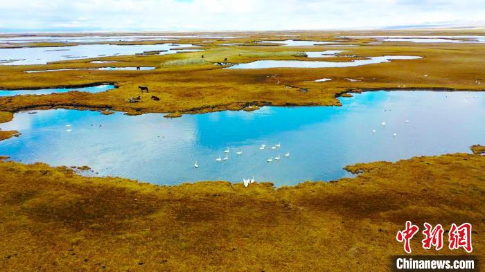 每年的四五月份，棲居在巴音布魯克國家級自然保護(hù)區(qū)的野生天鵝將陸續(xù)進(jìn)入筑巢孵化期?！?高那清 攝
