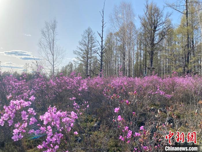 圖為成片盛開的興安杜鵑嬌艷欲滴。　張瑋 攝