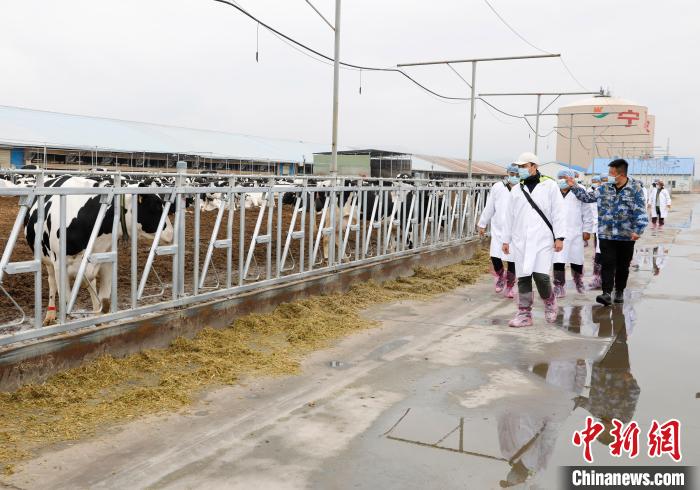 參觀現(xiàn)代化奶牛場(chǎng)?！畹?攝