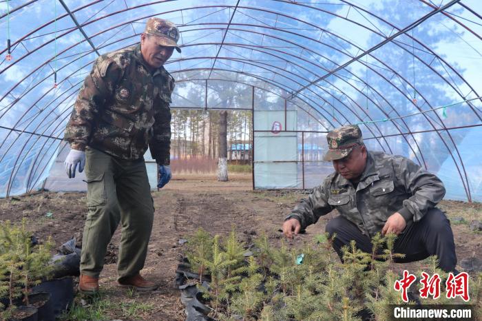 圖為技術(shù)員查看苗木長勢?！∷搴?攝