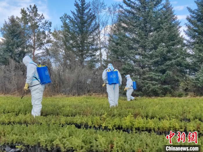圖為檢疫員對林間苗木開展病蟲害防治工作?！∷搴?攝