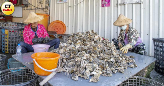 越南牡蠣 嘉義縣東石鄉(xiāng)蚵農(nóng)工作畫面 越南牡蠣 嘉義縣東石鄉(xiāng)蚵農(nóng)工作畫面