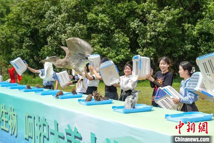 珍稀野生鳥類放生現(xiàn)場 吳拯 攝 珍稀野生鳥類放生現(xiàn)場 吳拯 攝