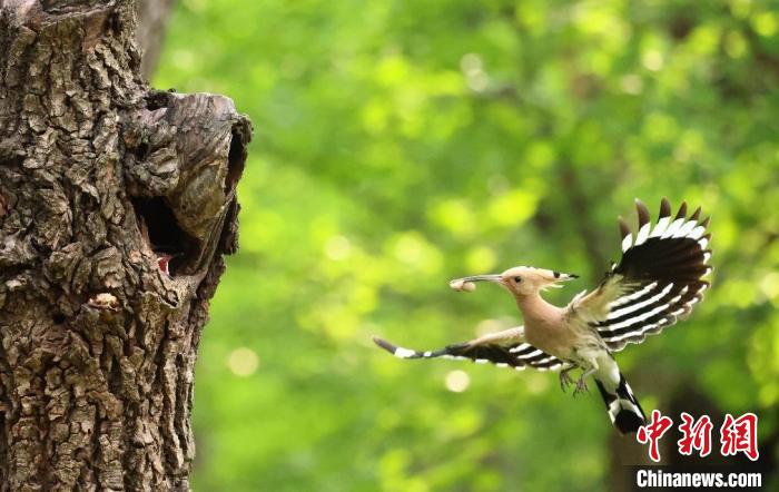 奧林匹克森林公園中的戴勝育雛?！∪~元興 攝